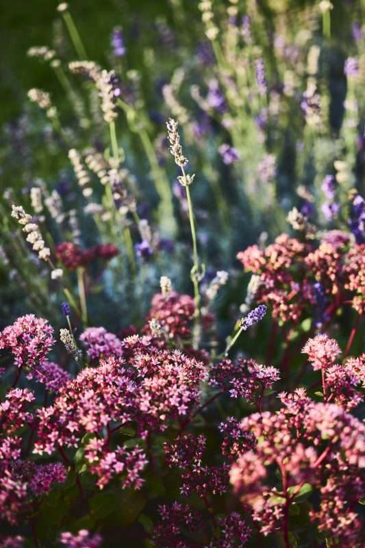Bepflanzung_Beetgestaltung_Gräser_Fetthenne_Lavendel_6
