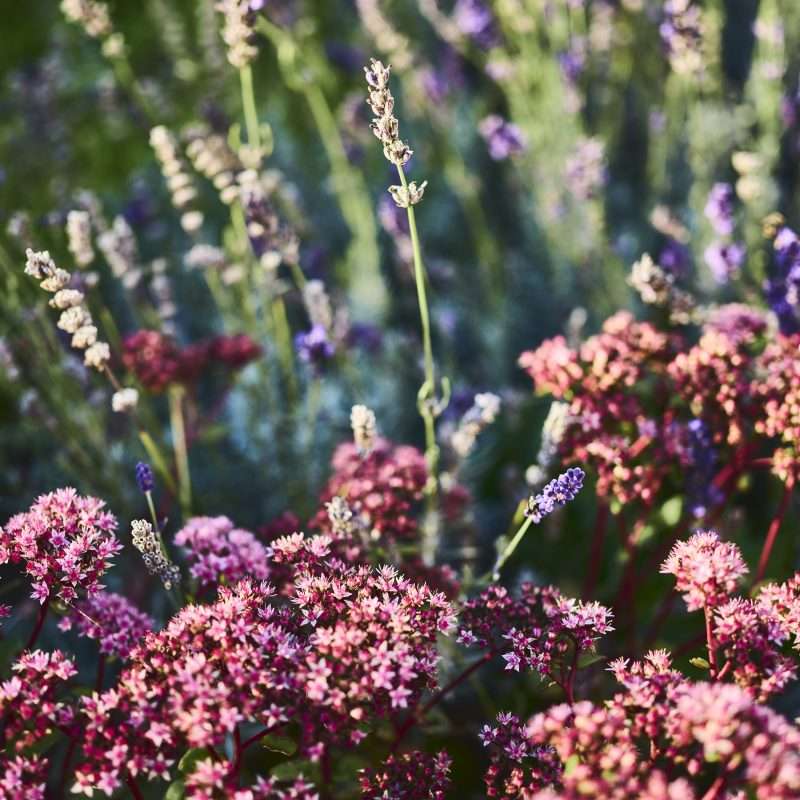 Bepflanzung_Beetgestaltung_Gräser_Fetthenne_Lavendel_6